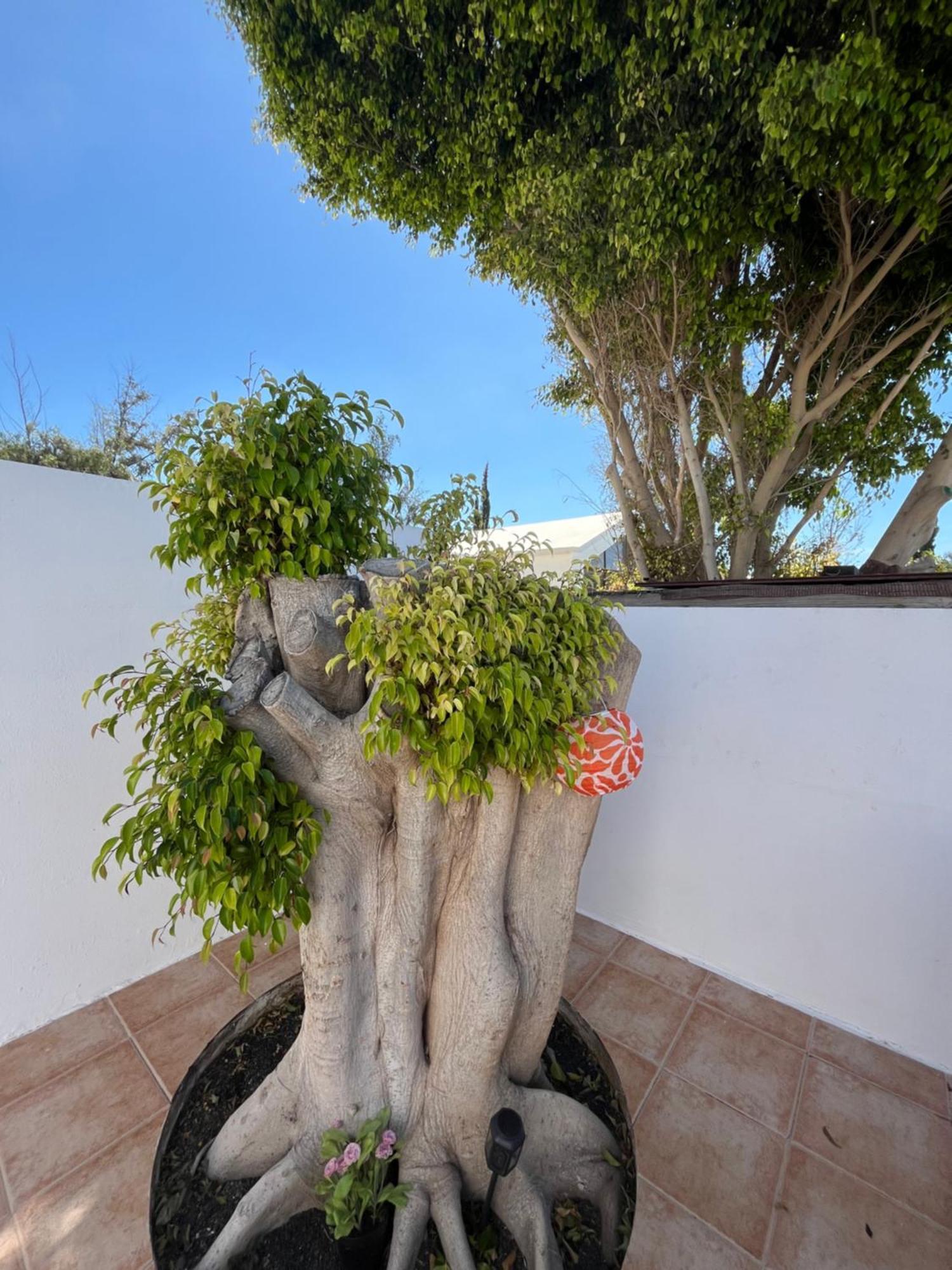 Casa Tina Apartment Costa Teguise Exterior foto